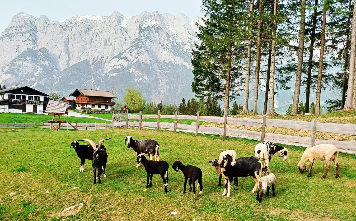Mountain Residence Riesgut Верфен Экстерьер фото